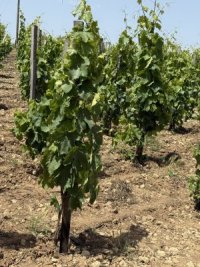 frappato di Vittoria vine200